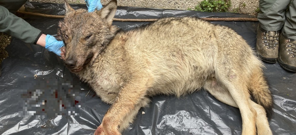 Giovane lupo investito da una macchina in Val di Zoldo, l’animale è sbucato all’improvviso da dietro un paramassi